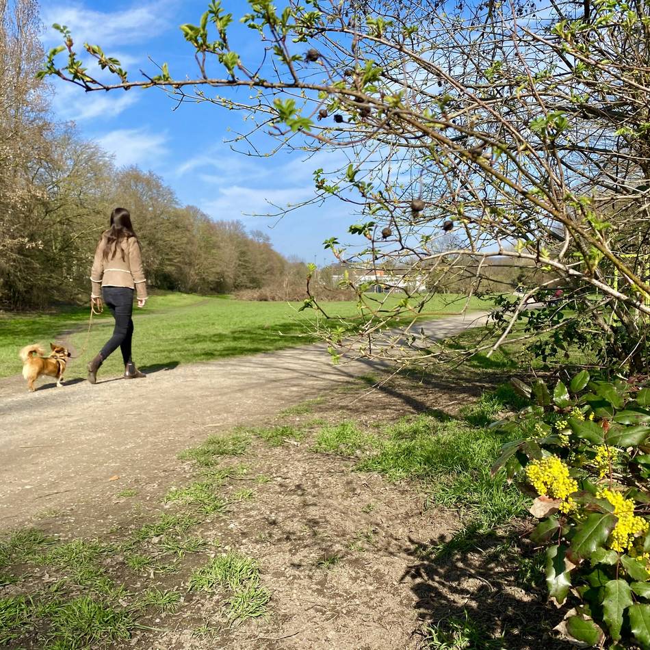 Natur in Düsseldorf: Baumaßnahmen am Grünzug Aaper Wald gehen in die nächste Phase