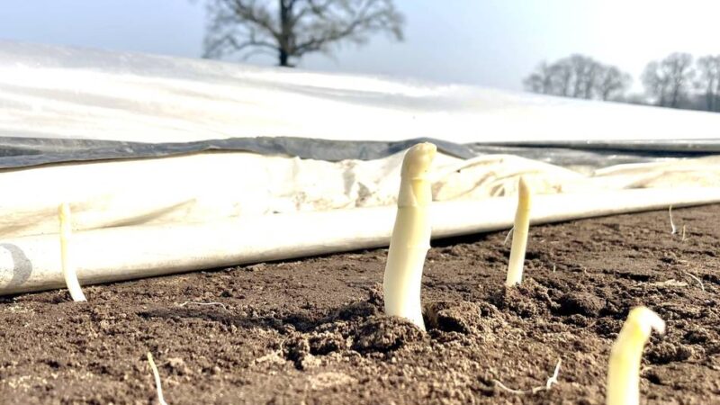 Extrem warmer März macht’s möglich: Weseler Bauer bietet schon bald Spargel an – Wann die Ernte beginnt und was er kostet