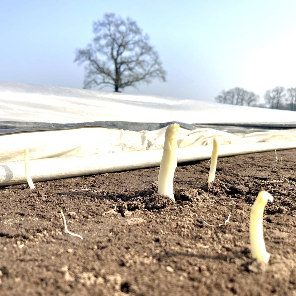 Extrem warmer März macht’s möglich: Weseler Bauer bietet schon bald Spargel an – Wann die Ernte beginnt und was er kostet