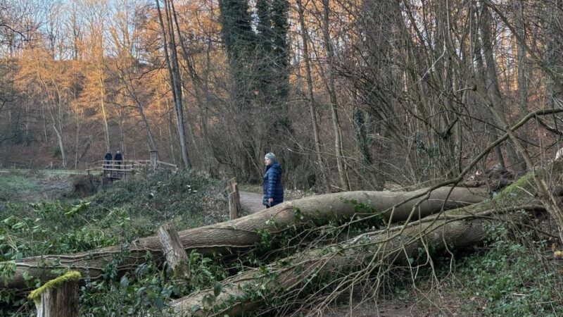Christine Rech und Georg Görtz vom Kreis Mettmann: Warum es im Wald immer gefährlich bleiben wird