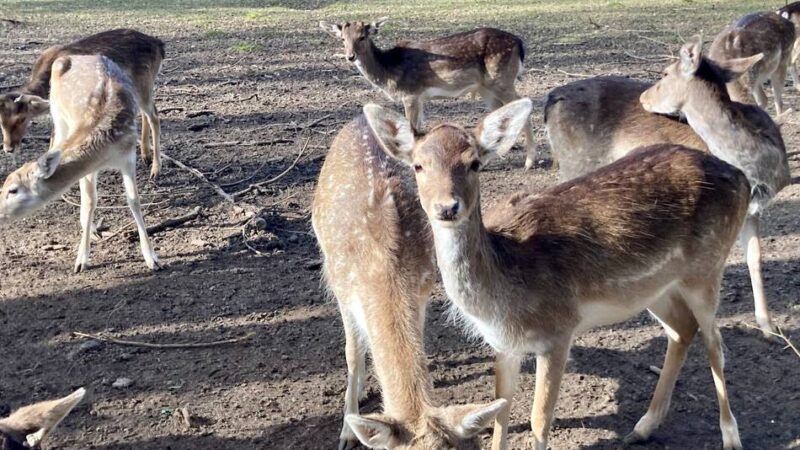 Neuss löst sein Damwildgehege auf: „Diese Form der Tierhaltung wollen wir nicht mehr“