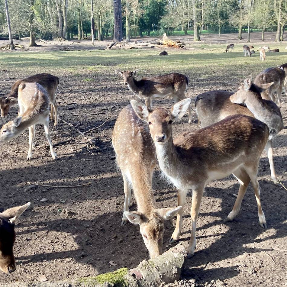 Neuss löst sein Damwildgehege auf: „Diese Form der Tierhaltung wollen wir nicht mehr“