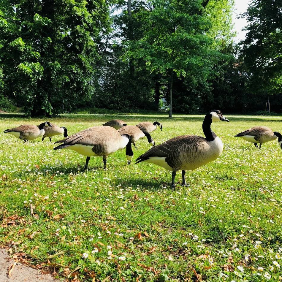 Beete wurden geplündert: Gänsealarm in Neuss – Lehren für die Landesgartenschau in Kleve