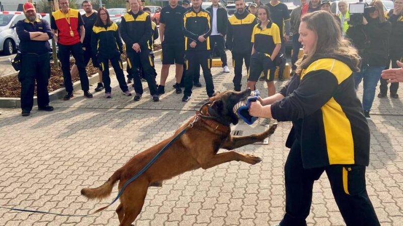 Tipps von Hundetrainern: Diese Fehler sollten Sie bei Begegnungen mit Hunden vermeiden