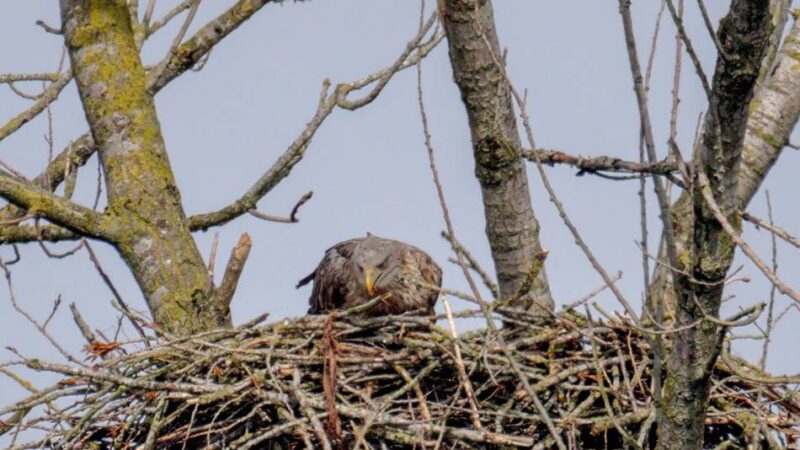 „Zeit voller Fürsorge“: Xantens Seeadler-Paar hat offenbar Nachwuchs bekommen