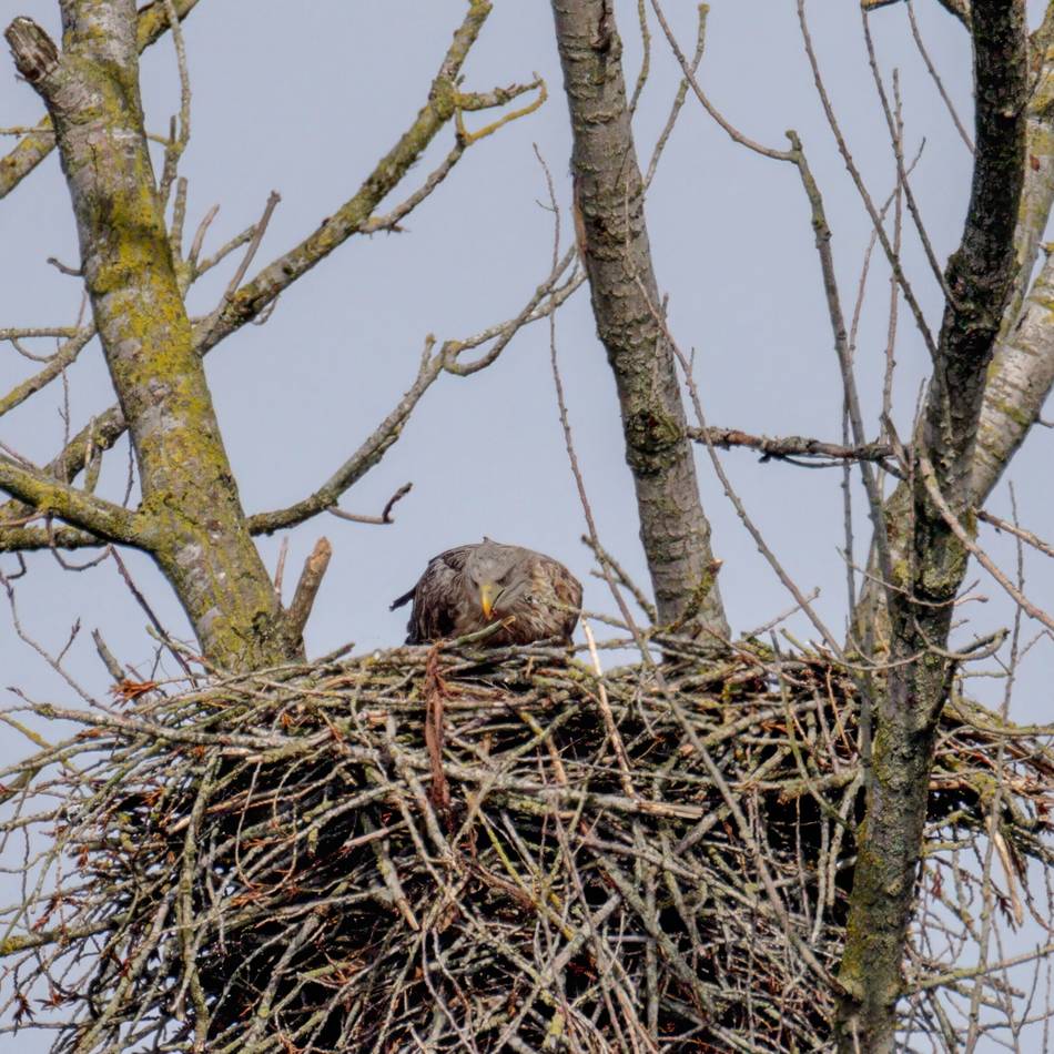 „Zeit voller Fürsorge“: Xantens Seeadler-Paar hat offenbar Nachwuchs bekommen
