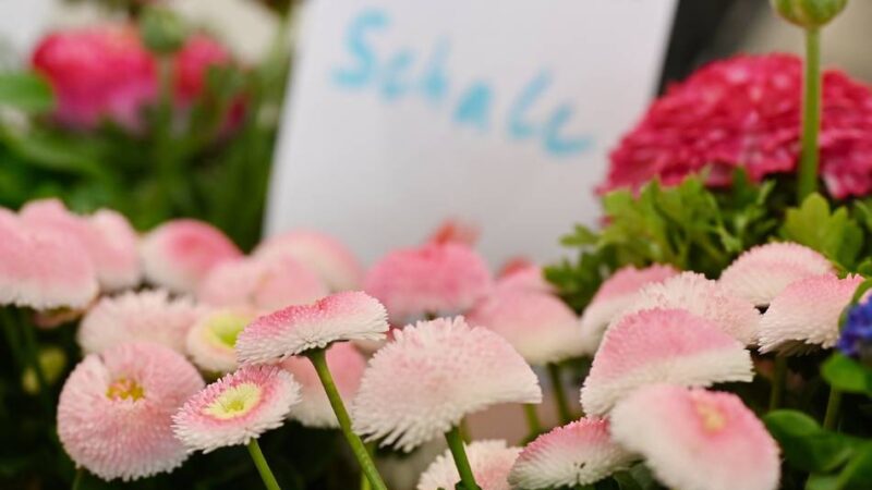 Frühlingserwachen in Hückeswagen: Kultur-Haus verwandelt sich in Blumenmarkt