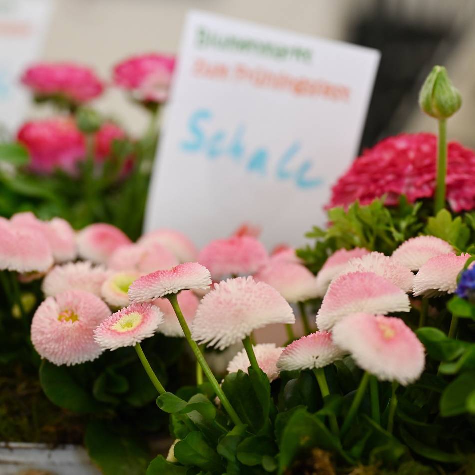 Frühlingserwachen in Hückeswagen: Kultur-Haus verwandelt sich in Blumenmarkt