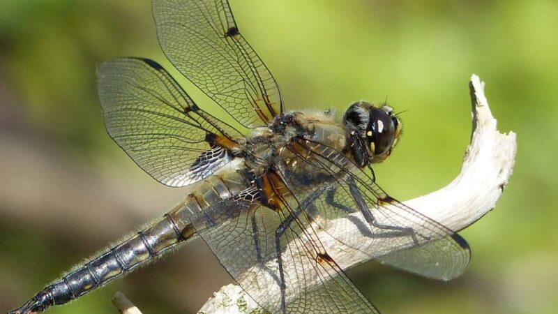 Biologische Stationen Oberberg und Rhein-Berg: Jetzt anmelden für freiwilligen Dienst zum Schutz der Natur