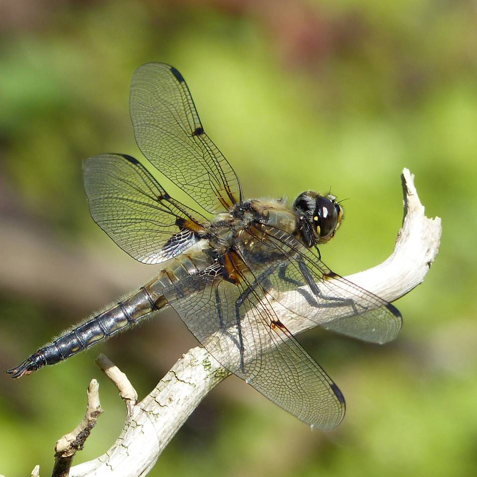 Biologische Stationen Oberberg und Rhein-Berg: Jetzt anmelden für freiwilligen Dienst zum Schutz der Natur