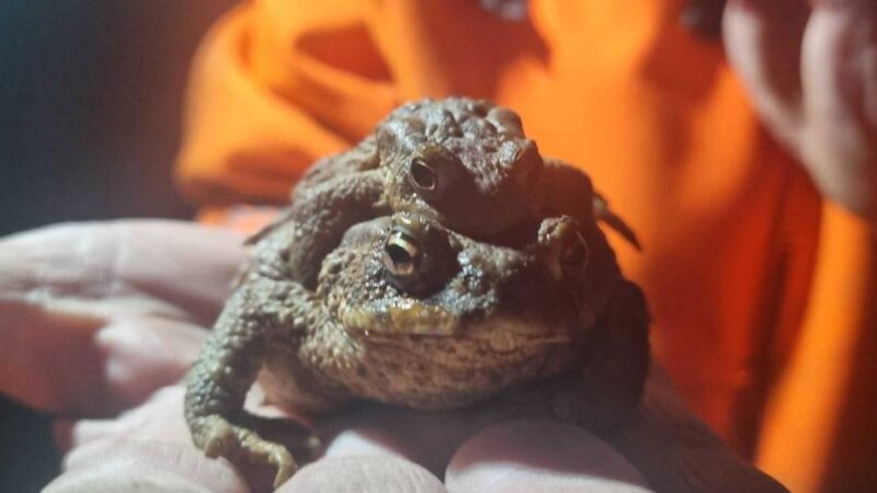 Aktion des Nabu: Auf Amphibienjagd am Schloss Dyck