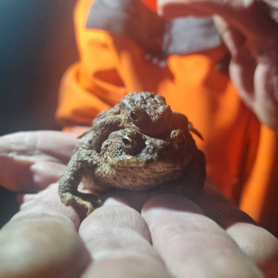 Aktion des Nabu: Auf Amphibienjagd am Schloss Dyck