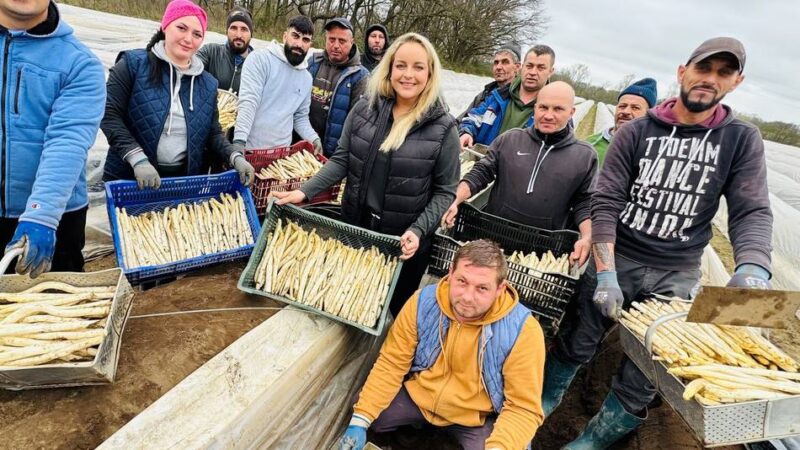 Spargelbauern in Neuss ernten so früh wie nie: „Wir haben unser weißes Wunder erlebt“