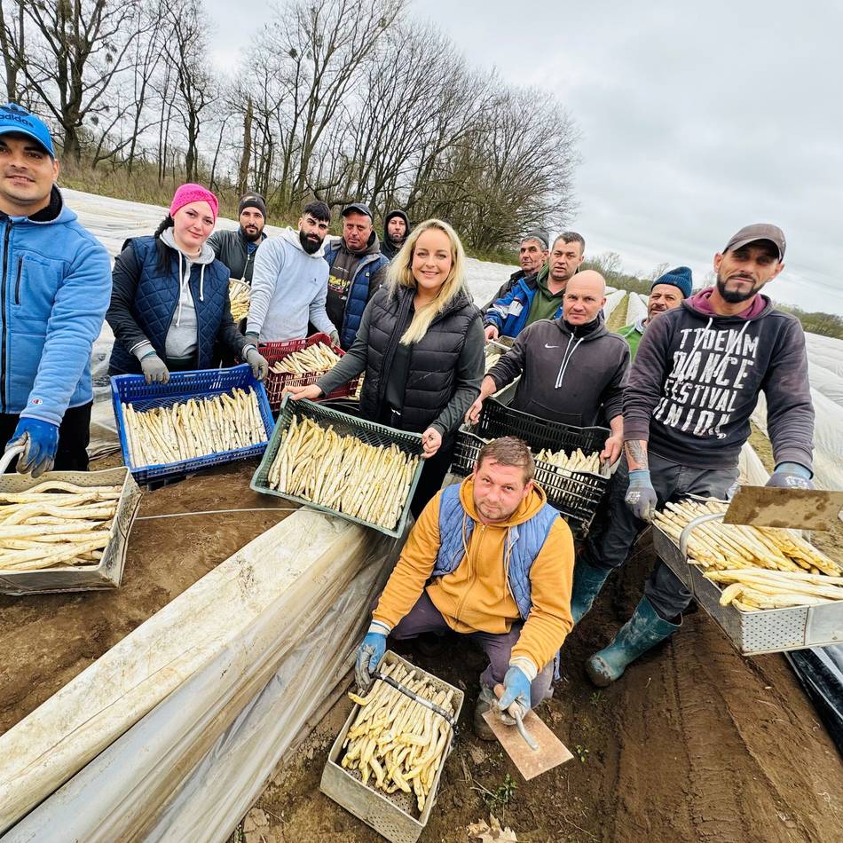Spargelbauern in Neuss ernten so früh wie nie: „Wir haben unser weißes Wunder erlebt“