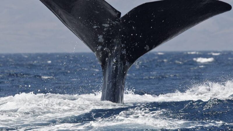 Besondere Ausstellungen zur Urzeit: Der Kervenheimer Wal trifft auf das Monster von Minden