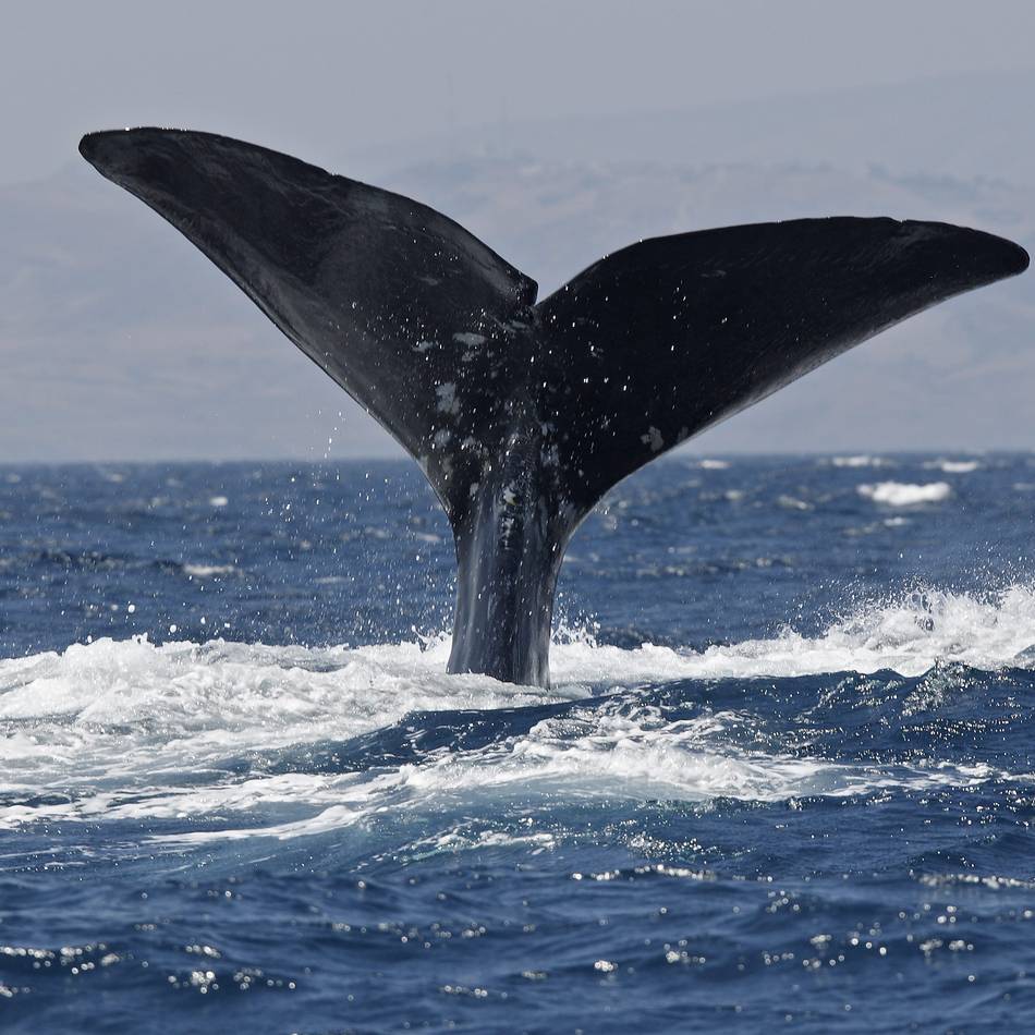 Besondere Ausstellungen zur Urzeit: Der Kervenheimer Wal trifft auf das Monster von Minden