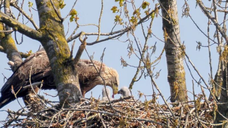 Bislicher Insel in Xanten: Naturforum bittet um Rücksichtnahme in der Brutsaison