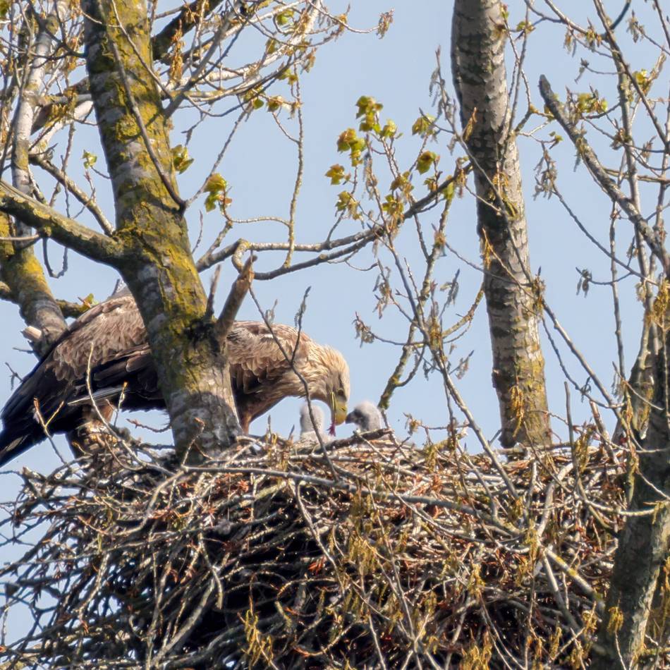 Bislicher Insel in Xanten: Naturforum bittet um Rücksichtnahme in der Brutsaison