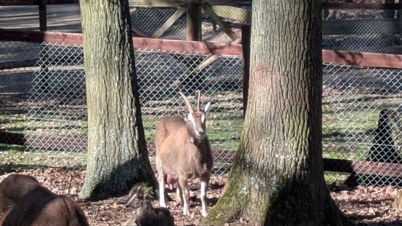 Tierpark Tannenbusch: Eine Ziege namens Schmidt