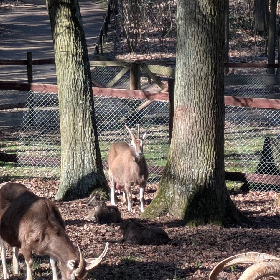 Tierpark Tannenbusch: Eine Ziege namens Schmidt
