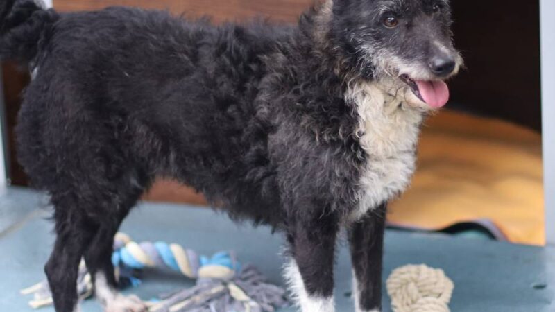 „Tier der Woche“ in Wermelskirchen: Lucy steht gerne im Rampenlicht