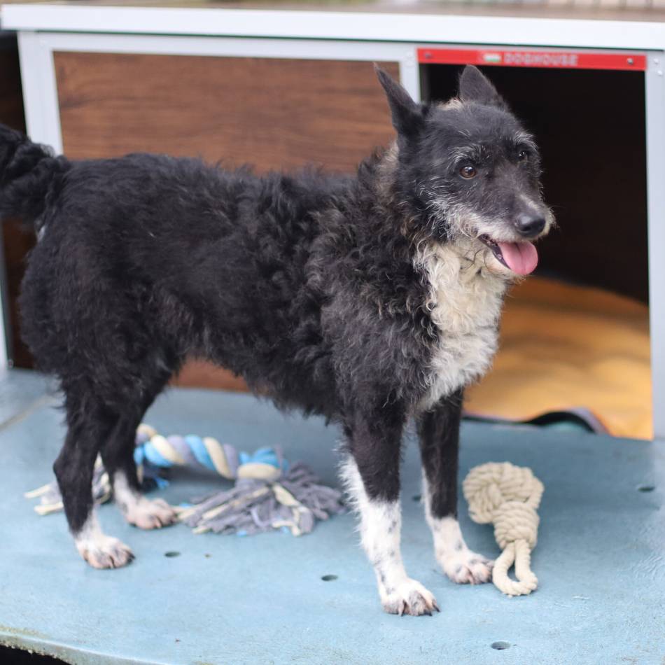„Tier der Woche“ in Wermelskirchen: Lucy steht gerne im Rampenlicht