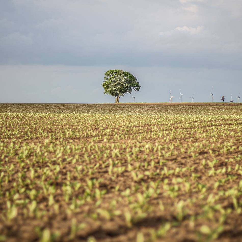 Pflanzungen in Grevenbroich: Bürger sollen Vorschläge für neue Baum-Standorte liefern