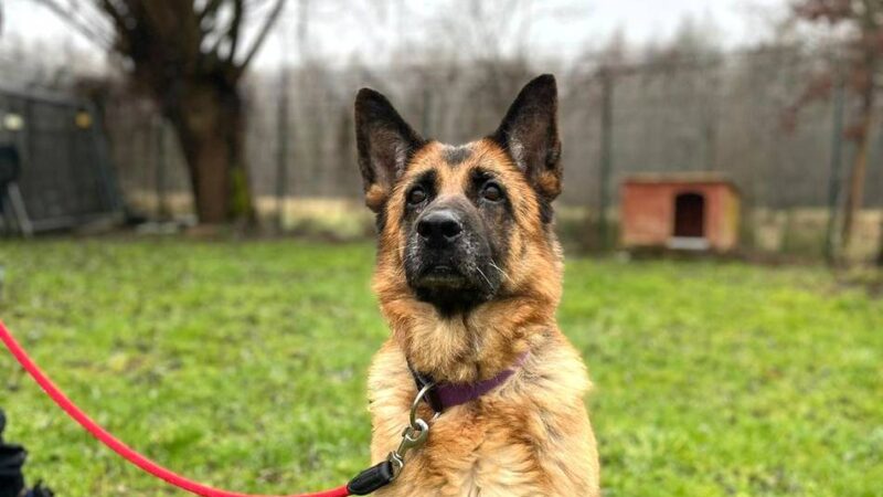 Tier der Woche in Krefeld: Schäferhündin Kylie sucht ein Heim ohne Treppen