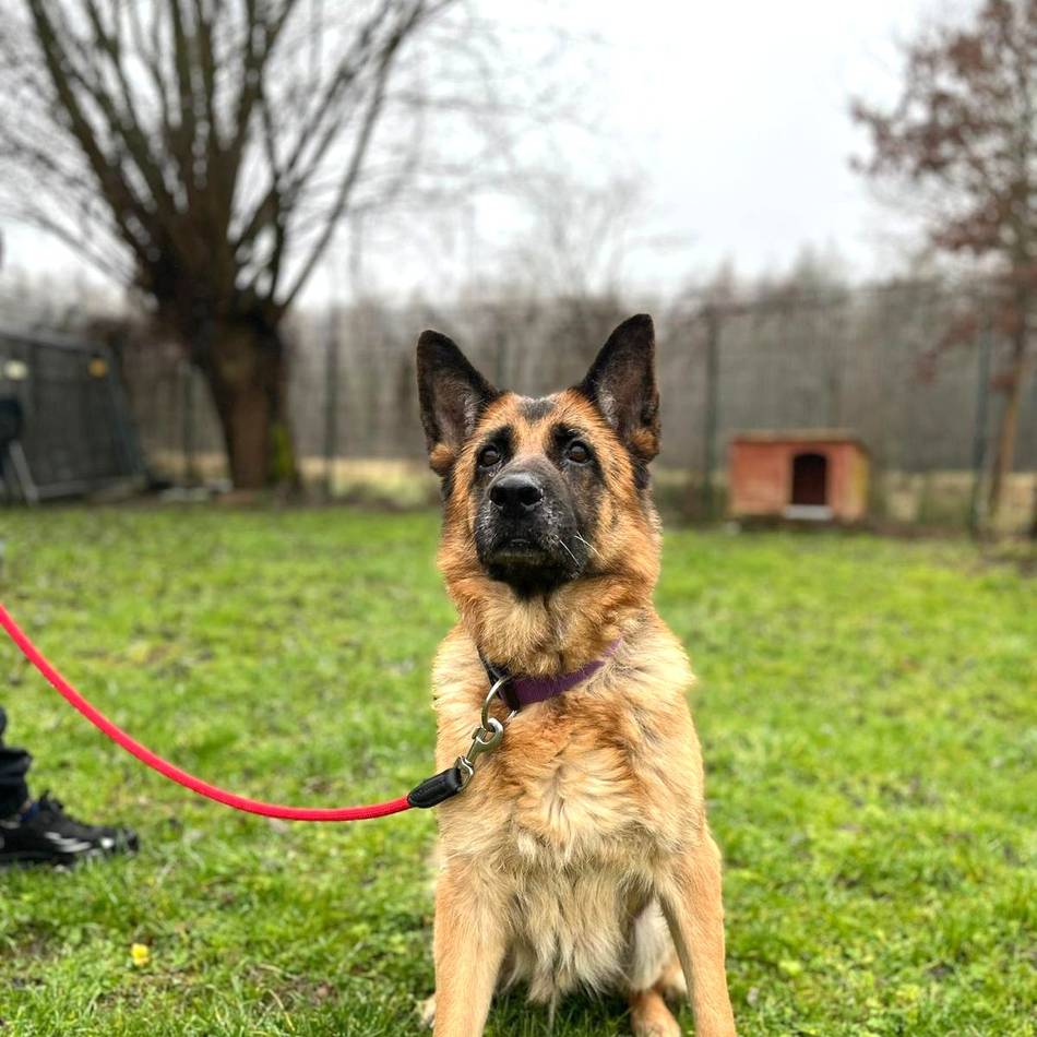 Tier der Woche in Krefeld: Schäferhündin Kylie sucht ein Heim ohne Treppen