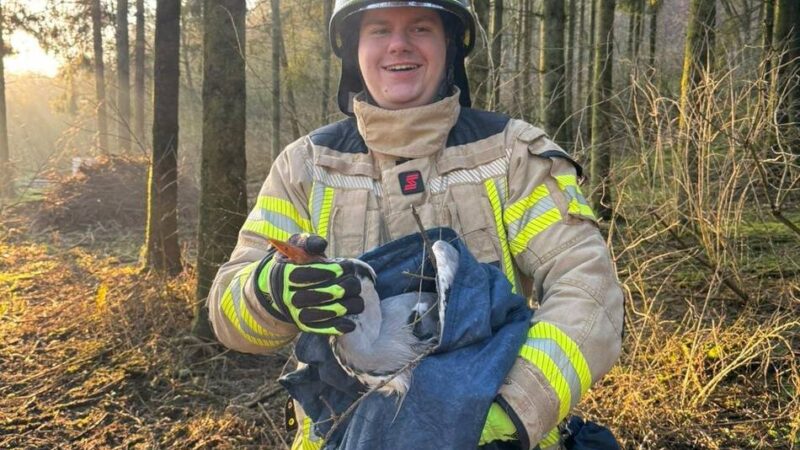 Hückeswagener Löschzug im Dauereinsatz: Feuerwehr rettet verletzten, wohl abgestürzten Fischreiher