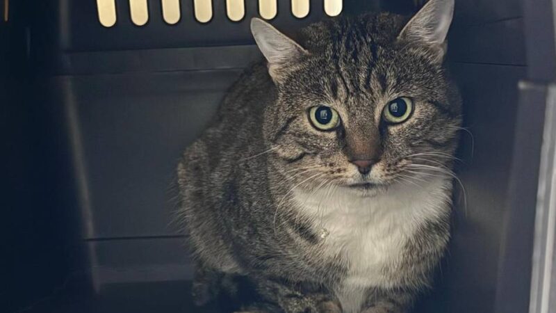 Tier der Woche aus Hilden: Kater Pepper sucht ein ruhiges Zuhause
