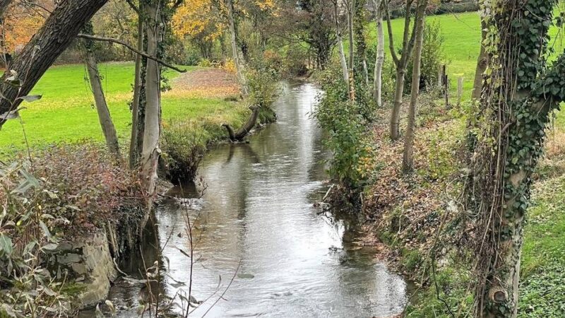 Programm zum Stadtjubiläum: Visionen für ein artenreiches Ratingen