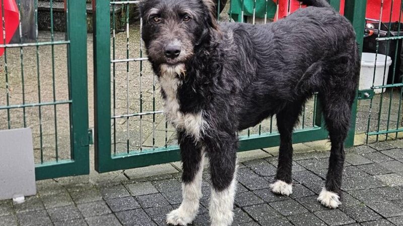 „Tier der Woche“ in Wermelskirchen: Neugierige „Luna“ braucht liebevolle Führung