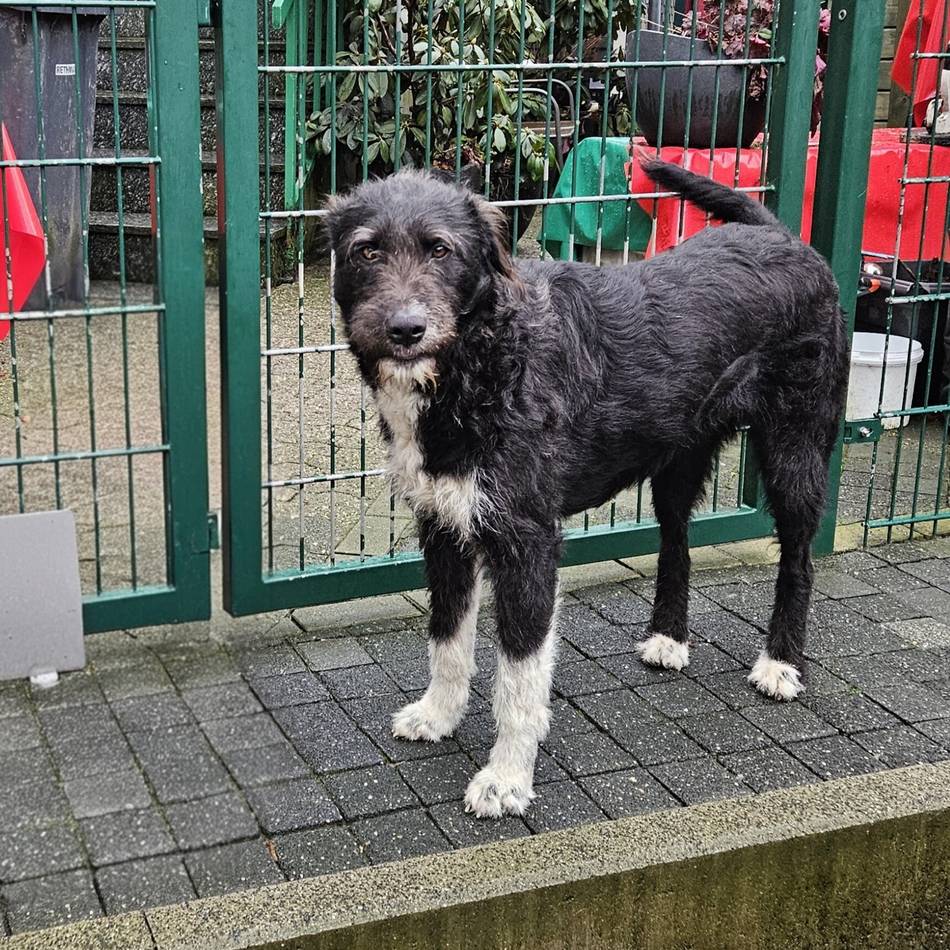 „Tier der Woche“ in Wermelskirchen: Neugierige „Luna“ braucht liebevolle Führung