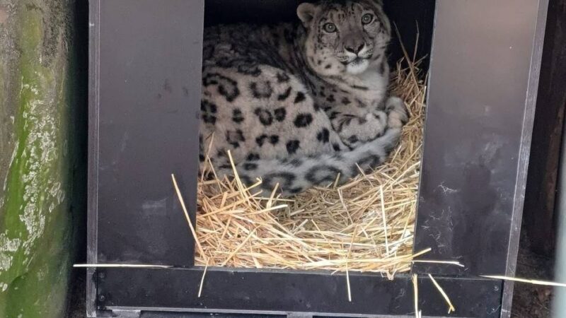 Trauer im Krefelder Zoo: Junges Schneeleoparden-Männchen Qilian ist tot