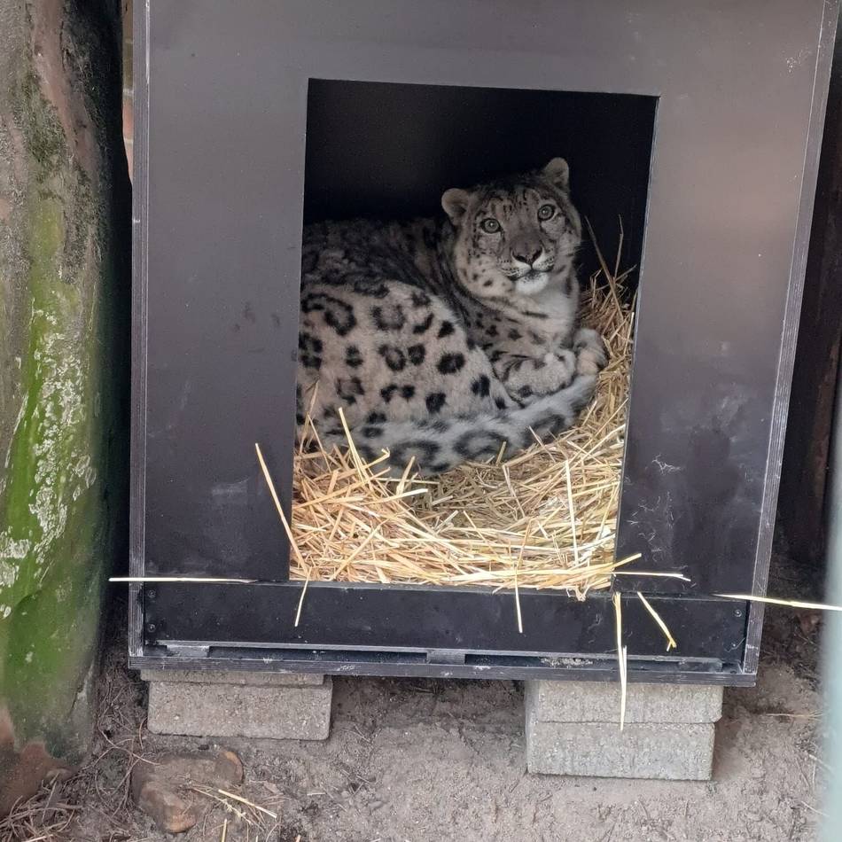 Trauer im Krefelder Zoo: Junges Schneeleoparden-Männchen Qilian ist tot