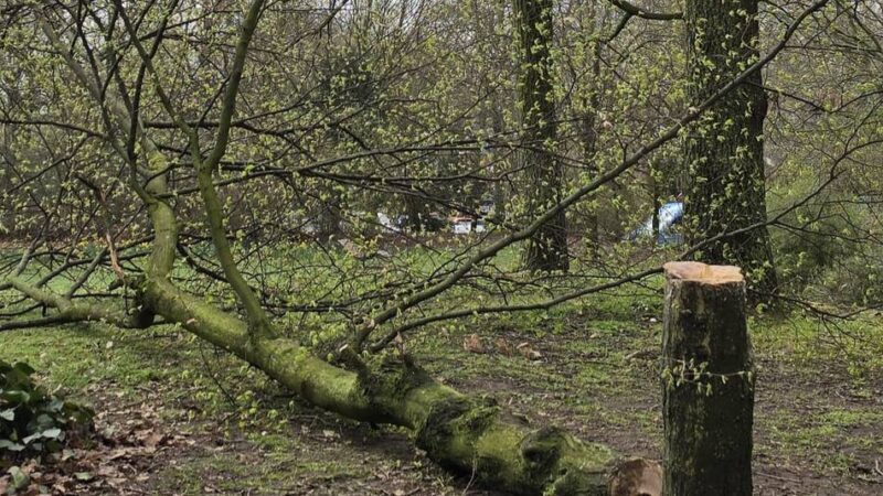 Stadt Kaarst erstattet Anzeige und setzt Belohnung aus: „Diese Baumfällung ist kein harmloser Streich oder eine lustige Aktion“