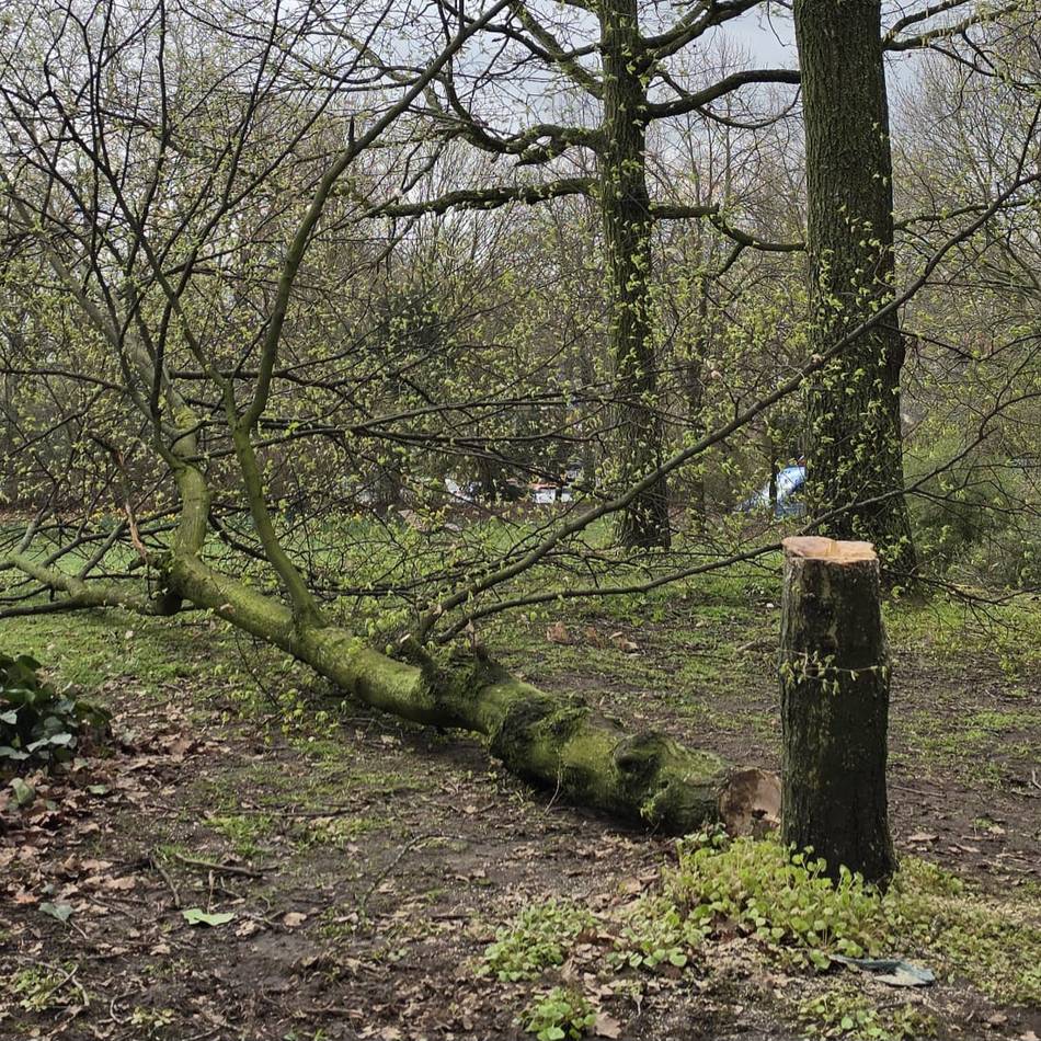 Illegale Baumfällungen in Kaarst: CDU bringt Videoüberwachung im Stadtpark ins Gespräch
