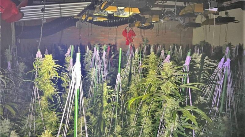 1800 Cannabis-Pflanzen in Dormagen aufgeflogen: „Ich habe gedacht, ich stehe mitten in der Grasplantage“