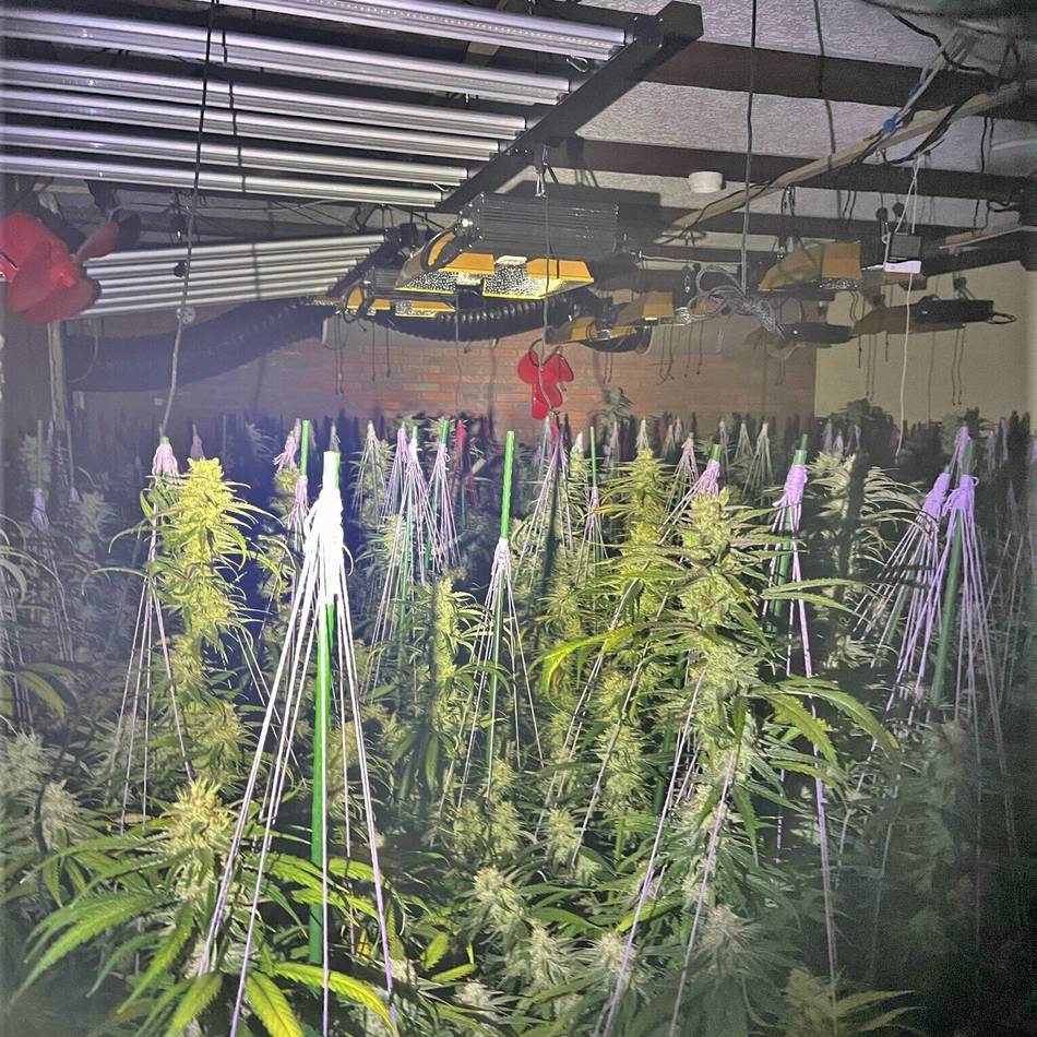1800 Cannabis-Pflanzen in Dormagen aufgeflogen: „Ich habe gedacht, ich stehe mitten in der Grasplantage“