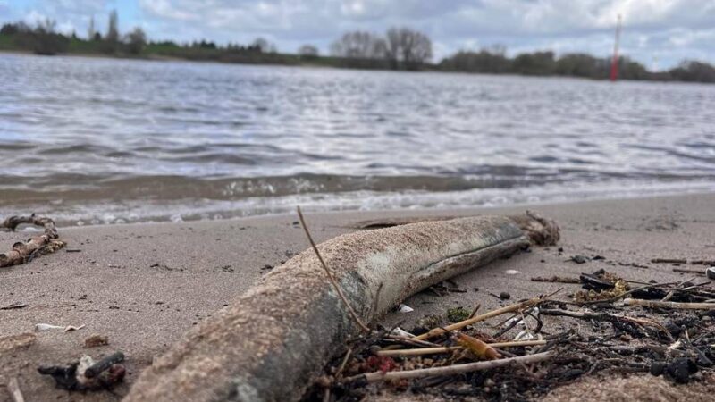Stark bedrohte Fischart: Hunderte tote Aale mit Schnittwunden am Rheinufer angeschwemmt