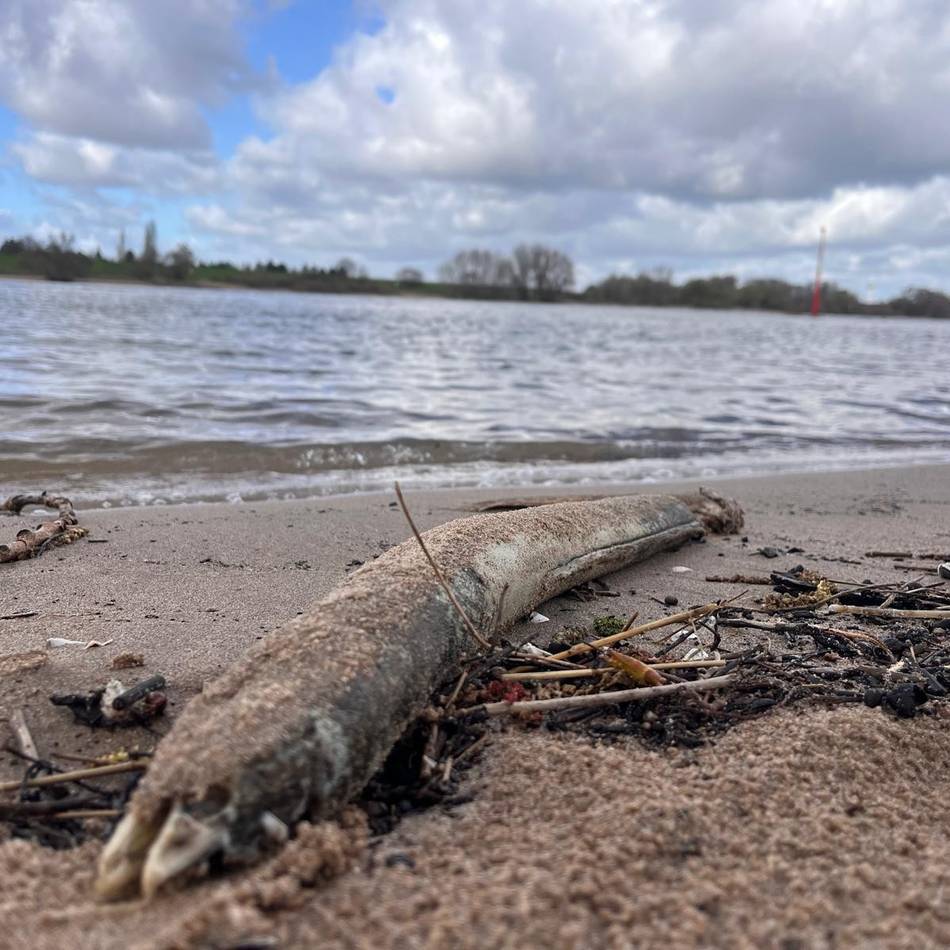 Stark bedrohte Fischart: Hunderte tote Aale mit Schnittwunden am Rheinufer angeschwemmt