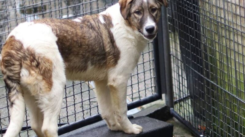 „Tier der Woche“ in Wermelskirchen: Temperamentvoller „Fred“ sucht Menschen mit Ausdauer