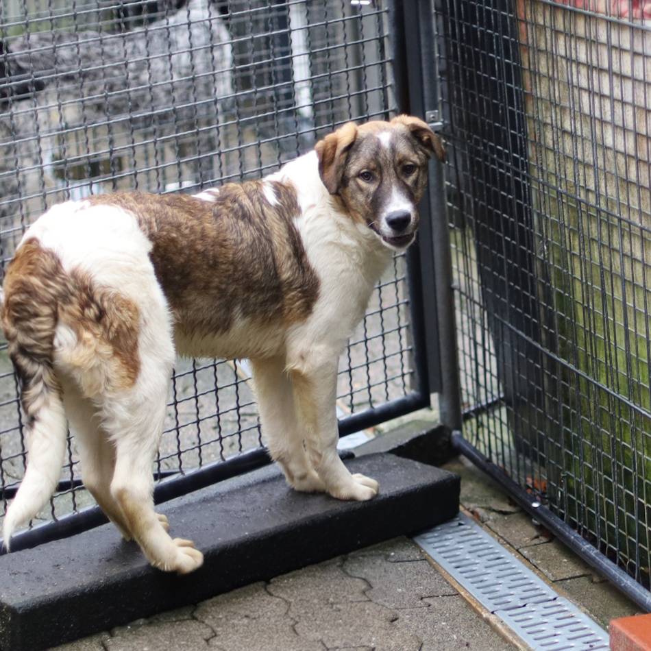 „Tier der Woche“ in Wermelskirchen: Temperamentvoller „Fred“ sucht Menschen mit Ausdauer