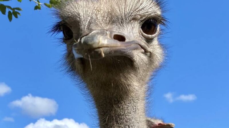 Wie das Wetter die Brut beeinflusst: Die Strauße von Emminghausen lassen sich beim Nachwuchs Zeit