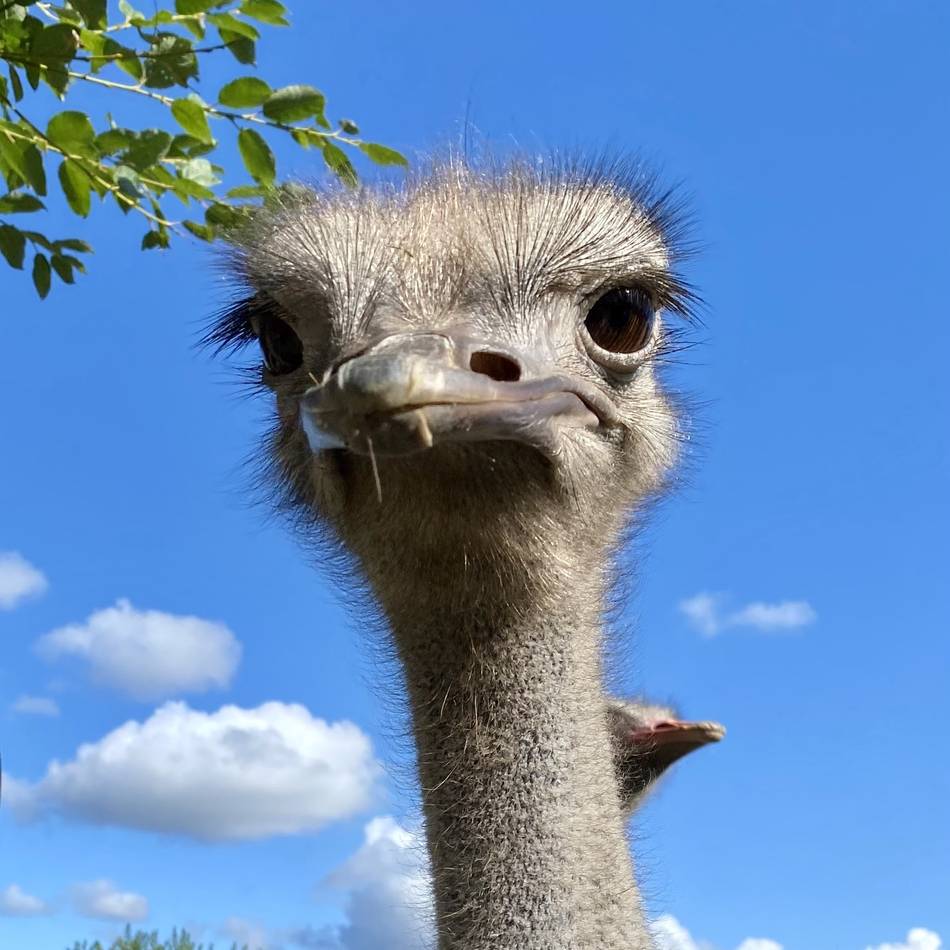 Wie das Wetter die Brut beeinflusst: Die Strauße von Emminghausen lassen sich beim Nachwuchs Zeit