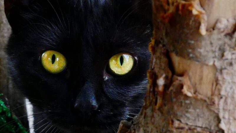 Zuhause gesucht: Twix ist ein freiheitsliebender Kater