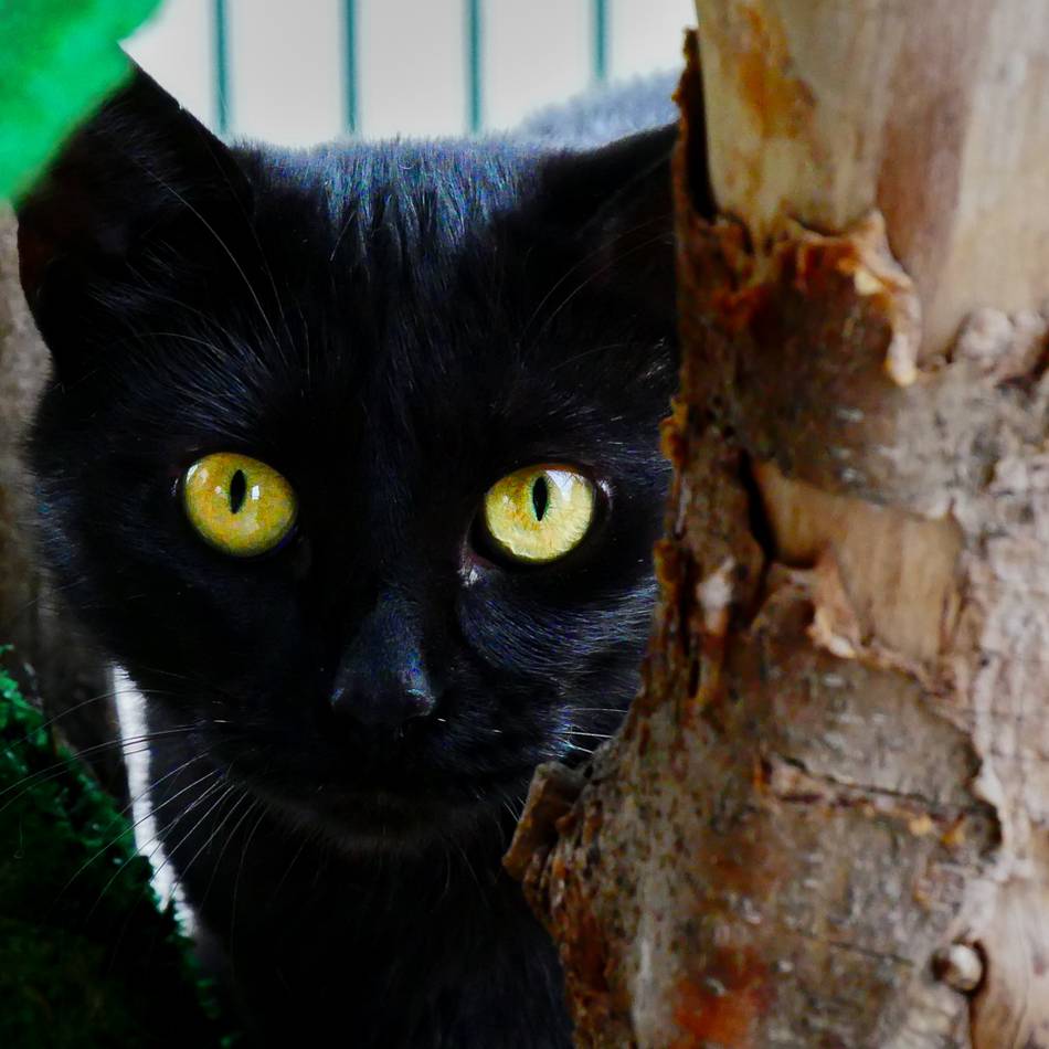 Zuhause gesucht: Twix ist ein freiheitsliebender Kater