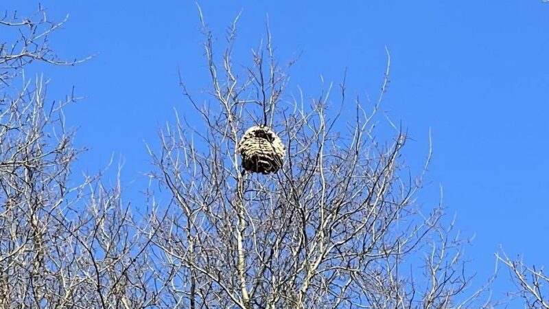 Invasive Art in Wesel: Nest der Asiatischen Hornisse auf Friedhof – warum es nicht entfernt wird