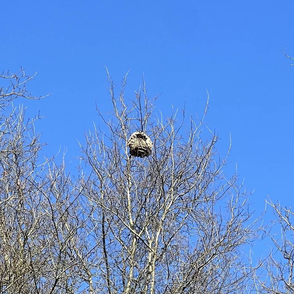 Invasive Art in Wesel: Nest der Asiatischen Hornisse auf Friedhof – warum es nicht entfernt wird